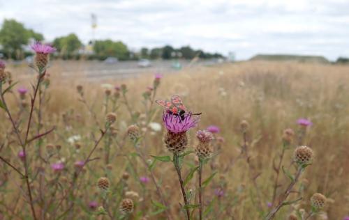Zygaena carniolica